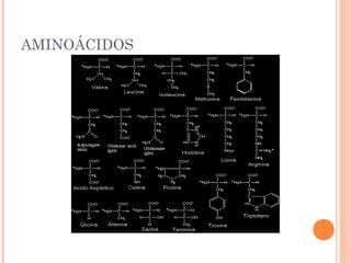 AMINOÁCIDOS
 