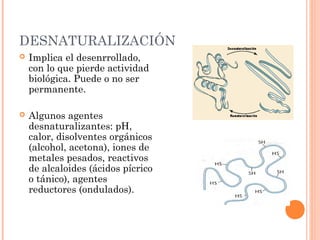 DESNATURALIZACIÓN
   Implica el desenrrollado,
    con lo que pierde actividad
    biológica. Puede o no ser
    permanente.

   Algunos agentes
    desnaturalizantes: pH,
    calor, disolventes orgánicos
    (alcohol, acetona), iones de
    metales pesados, reactivos
    de alcaloides (ácidos pícrico
    o tánico), agentes
    reductores (ondulados).
 