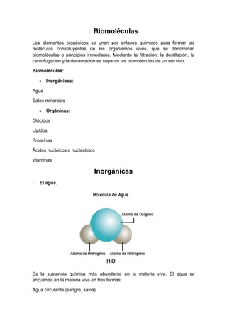  Biomoléculas
Los elementos biogénicos se unen por enlaces químicos para formar las
moléculas constituyentes de los organismos vivos, que se denominan
biomoléculas o principios inmediatos. Mediante la filtración, la destilación, la
centrifugación y la decantación se separan las biomoléculas de un ser vivo.
Biomoléculas:
Inorgánicas:
Agua
Sales minerales
Orgánicas:
Glúcidos
Lípidos
Proteínas
Ácidos nucleicos o nucleótidos
vitaminas

Inorgánicas
 El agua.

Es la sustancia química más abundante en la materia viva. El agua se
encuentra en la materia viva en tres formas:
Agua circulante (sangre, savia)

 