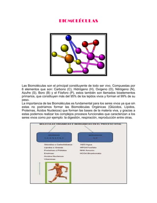 BIOMOLÉCULAS

Las Biomoléculas son el principal constituyente de todo ser vivo. Compuestas por
6 elementos que son: Carbono (C), Hidrógeno (H), Oxígeno (O), Nitrógeno (N),
Azufre (S), Boro (B) y el Fósforo (P), estos también son llamados bioelementos
primarios, que constituyen más del 95% de los tejidos vivos y forman el 99% de su
peso.
La importancia de las Biomoléculas es fundamental para los seres vivos ya que sin
estas no podríamos formar las Biomoléculas Orgánicas (Glúcidos, Lípidos,
Proteínas, Ácidos Nucleicos) que forman las bases de la materia viva, y gracias a
estas podemos realizar los complejos procesos funcionales que caracterizan a los
seres vivos como por ejemplo: la digestión, respiración, reproducción entre otras.

 