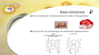 Biomoléculas - Biologia 10º Ano
