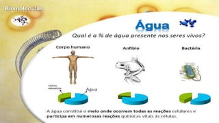 Biomoléculas - Biologia 10º Ano
