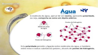 Biomoléculas - Biologia 10º Ano