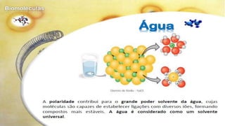 Biomoléculas - Biologia 10º Ano