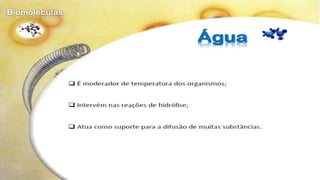 Biomoléculas - Biologia 10º Ano