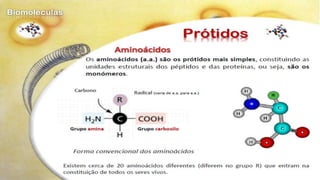 Biomoléculas - Biologia 10º Ano