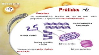 Biomoléculas - Biologia 10º Ano