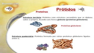 Biomoléculas - Biologia 10º Ano