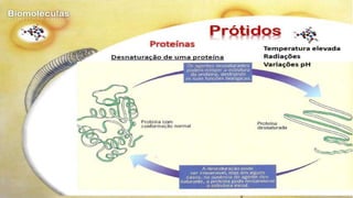 Biomoléculas - Biologia 10º Ano