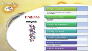 Biomoléculas - Biologia 10º Ano