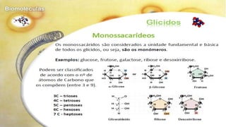Biomoléculas - Biologia 10º Ano