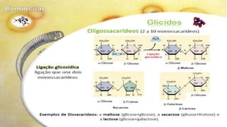 Biomoléculas - Biologia 10º Ano