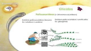 Biomoléculas - Biologia 10º Ano