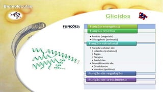 Biomoléculas - Biologia 10º Ano