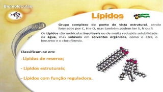 Biomoléculas - Biologia 10º Ano