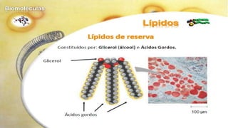 Biomoléculas - Biologia 10º Ano