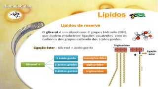 Biomoléculas - Biologia 10º Ano