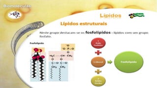 Biomoléculas - Biologia 10º Ano