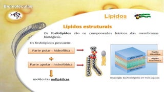 Biomoléculas - Biologia 10º Ano