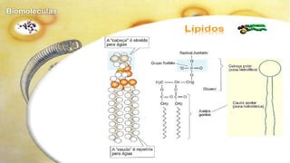 Biomoléculas - Biologia 10º Ano