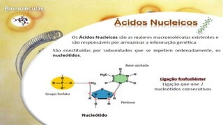 Biomoléculas - Biologia 10º Ano