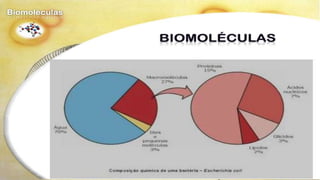 Biomoléculas - Biologia 10º Ano