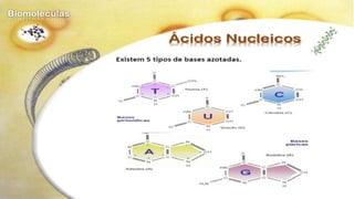 Biomoléculas - Biologia 10º Ano