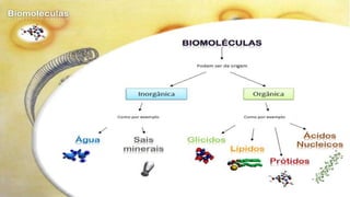 Biomoléculas - Biologia 10º Ano