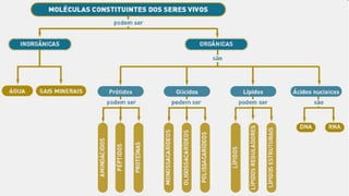 Biomoléculas - Biologia 10º Ano