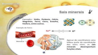 Biomoléculas - Biologia 10º Ano