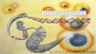 Biomoléculas - Biologia 10º Ano