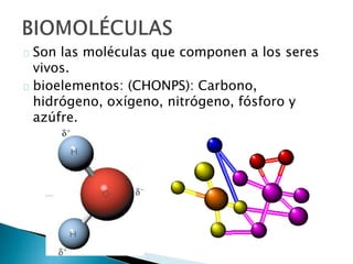 Chonps Bioelementos Biomoléculas | PPTX