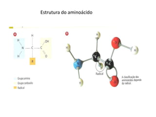 Estrutura do aminoácido
 