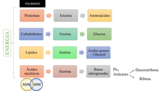Proteínas Enzima Aminoácidos 
Carbohidratos Enzima Glucosa 
Lípidos Enzima Ácidos grasos 
/ Glicerol 
Ácidos 
nucleicos 
Enzima 
Bases 
nitrogenadas 
POLIMEROS 
ADN ARN 
Po3 
Azúcares 
Desoxirribosa 
Ribosa 
ENERGIA 
