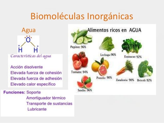 En Que Alimentos Se Encuentran Las Biomoleculas