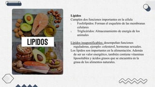 Lípidos
Cumplen dos funciones importantes en la célula
1. Fosfolípidos: Forman el esqueleto de las membranas
celulares
2. Triglicéridos: Almacenamiento de energía de los
animales
Lípidos insaponificables: desempeñan funciones
reguladoras, ejemplo: colesterol, hormonas sexuales.
Los lípidos son importantes en la alimentación. Además
de ser un valor energético, también contiene vitaminas
liposolubles y ácidos grasos que se encuentra en la
grasa de los alimentos naturales.
 