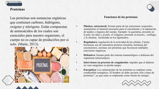 Proteínas
Las proteínas son sustancias orgánicas
que contienen carbono, hidrógeno,
oxígeno y nitrógeno. Están compuestas
de aminoácidos de los cuales son
esenciales para nuestro organismo, el
cuerpo no es capaz de producirlos por sí
solo. (Maite, 2013).
Funciones de las proteínas
• Plástica, estructural: forman parte de las estructuras corporales,
suministran el material necesario para el crecimiento y la reparación
de tejidos y órganos del cuerpo. Ejemplo: la queratina, presente en
la piel, las uñas y el pelo, el colágeno, presente en huesos, cartílago,
y la elastina, localizada en los ligamentos.
• Reguladora: regulación de la actividad de las células. Ciertas
hormonas son de naturaleza proteica (insulina, hormona del
crecimiento), enzimas son proteínas que favorecen múltiples
reacciones orgánicas.
• Defensiva: forman parte del sistema inmunológico o defensas del
organismo (anticuerpos).
• Intervienen en procesos de coagulación: impiden que al dañarse
un vaso sanguíneo se pierda sangre.
• Energética: Los aminoácidos de las proteínas se emplean como
combustible energético. El hambre no debe saciarse sólo a base de
proteínas", ya que estas se emplearán como fuente de energía.
 