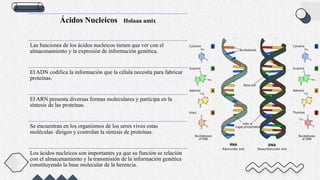 Ácidos Nucleicos Holaaa amix
Las funciones de los ácidos nucleicos tienen que ver con el
almacenamiento y la expresión de información genética.
El ADN codifica la información que la célula necesita para fabricar
proteínas.
El ARN presenta diversas formas moleculares y participa en la
síntesis de las proteínas.
Se encuentran en los organismos de los seres vivos estas
moléculas dirigen y controlan la síntesis de proteínas.
Los ácidos nucleicos son importantes ya que su función se relación
con el almacenamiento y la transmisión de la información genética
constituyendo la base molecular de la herencia.
 