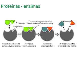 Proteínas - enzimas
 