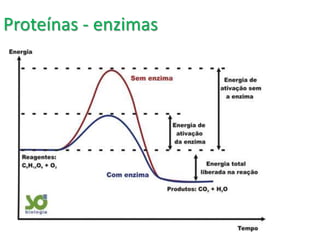 Proteínas - enzimas
 