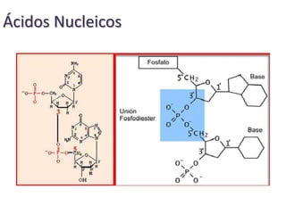 Ácidos Nucleicos
 