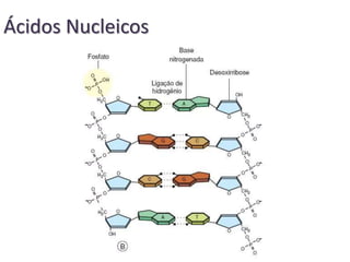 Ácidos Nucleicos
 
