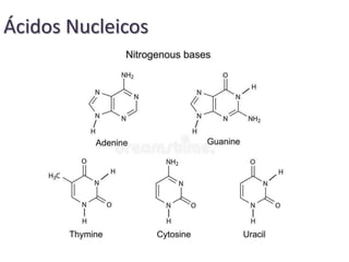 Ácidos Nucleicos
 