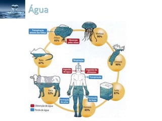 Água
 