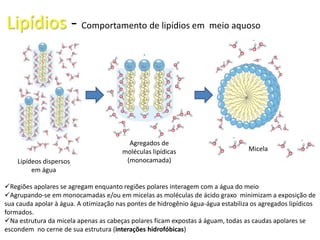 Lipídeos dispersos
em água
Agregados de
moléculas lipídicas
(monocamada)
Micela
Regiões apolares se agregam enquanto regiões polares interagem com a água do meio
Agrupando-se em monocamadas e/ou em micelas as moléculas de ácido graxo minimizam a exposição de
sua cauda apolar à água. A otimização nas pontes de hidrogênio água-água estabiliza os agregados lipídicos
formados.
Na estrutura da micela apenas as cabeças polares ficam expostas á águam, todas as caudas apolares se
escondem no cerne de sua estrutura (interações hidrofóbicas)
Lipídios - Comportamento de lipídios em meio aquoso
 