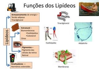 Funções dos Lipídeos
Lipídeos
Sinalizadores --
Hormônos esteroides
Armazenamento de energia –
Tecido adiposo
Triacilglicerol
Estrutural –
Biomembranas
•Fosfolipídios
•Colesterol
Cêras
Pigmentos –
Pigmento das
células da retina
Retinal
Triacilglicerol
Adipócito
Fosfolipídio
Membranas
 
