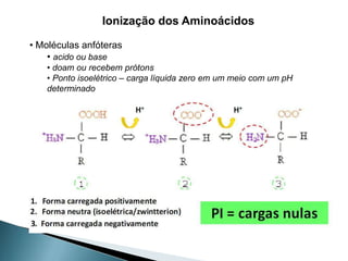 Ionização dos Aminoácidos

• Moléculas anfóteras
    • acido ou base
   • doam ou recebem prótons
   • Ponto isoelétrico – carga líquida zero em um meio com um pH
   determinado
 