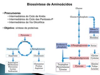 Biossíntese de Aminoácidos

• Precursores
    • Intermediários do Ciclo de Krebs
    • Intermediários do Ciclo das Pentoses-P
    • Intermediários da Via Glicolítica

• Objetivo: síntese de proteínas
 