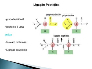 Ligação Peptídica



• grupo funcional


resultante é uma

amida

• formam proteínas

• Ligação covalente
 