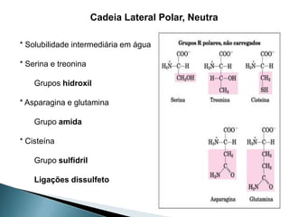 Cadeia Lateral Polar, Neutra

* Solubilidade intermediária em água

* Serina e treonina

    Grupos hidroxil

* Asparagina e glutamina

    Grupo amida

* Cisteína

    Grupo sulfidril

    Ligações dissulfeto
 